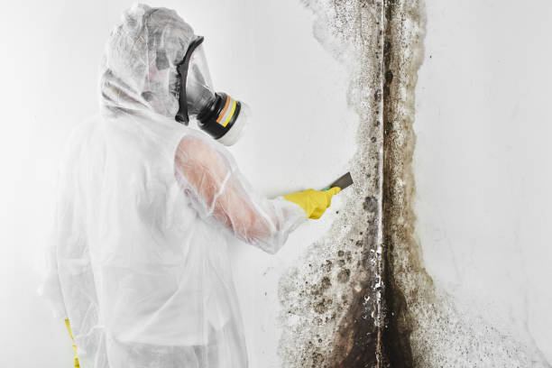 Best Attic Mold Removal  in Red Rock, AZ