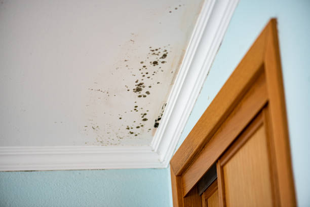 Best Toxic Mold Removal  in Red Rock, AZ