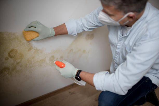 Best Residential Mold Removal  in Red Rock, AZ