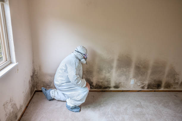 Best Fast Mold Removal  in Red Rock, AZ