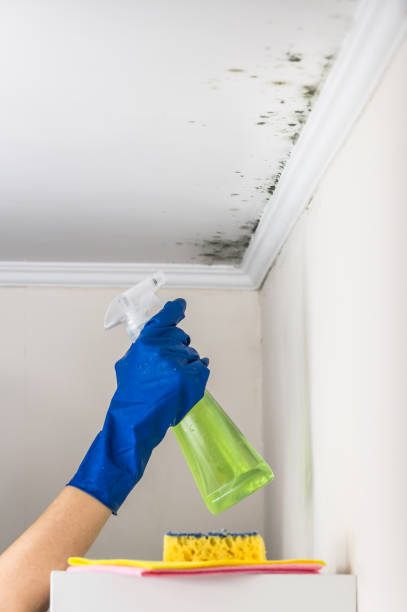 Best Mold Removal Company Near Me  in Red Rock, AZ